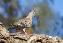 027A4755_Crested_Pigeon