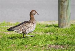 0390-Female-Wood-Duck---Chenonetta