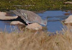 6715-Crested_Pigeon