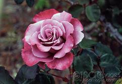 0013-Pink-Rose