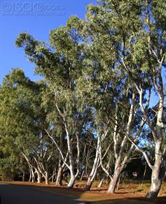 0048-Gum-Trees-Eucalyptus-Laeliae
