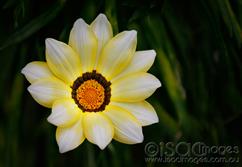 0077-Yellow-Flower