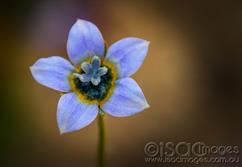0082-Blue-Flower