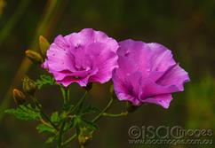 0095-Pink-Flowers