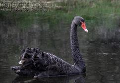 0121-Swan