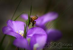0165-Bee-in-Purple-Flower