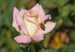 0251-Pink-Rose-with-Bee