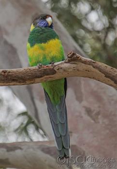 027A5217-Tewnty_Eight_Parrot