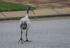 027A5228-Ibis_On_Road