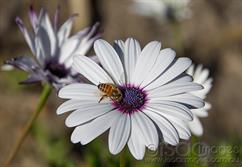0373-Bee-in-the-Daisy