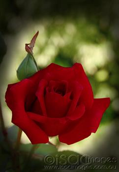 0556-Red-Rose
