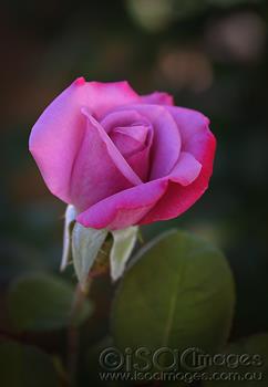 0565-Deep-Purple-Rose