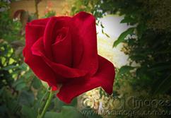 0605-Red-Rose