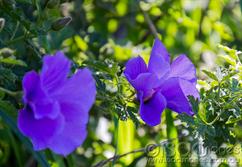 1135-Purple-Flower