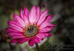 1187-Pink-Daisy-Bee