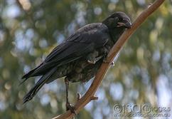 1254-Crow