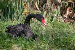 1290-Swan