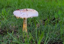 1396-Mushroom