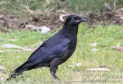 1415-Crow