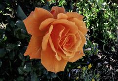 1446-Orange-Rose