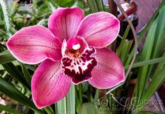 1457-Cymbidium-Orchid