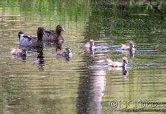 1652-Wood_Duck_Family