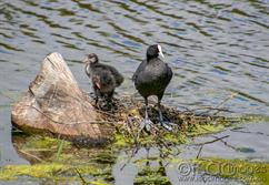 1668-Coot_with_Babies