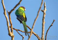 6898-Red_Capped_Parrot_-(Djaryl)