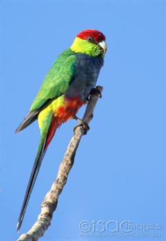 6903-Red_Capped_Parrot