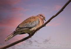 8115-Laughing_Turtle_Dove-Sunset