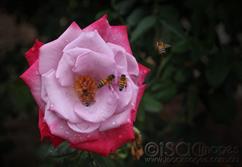 8802-Bees-in-Deep-Purple-Rose