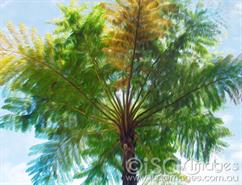 AP-Palm-Tree-Painting