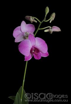 Bigibbum-Orchid-copy-2
