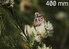 Butterfly-400mm