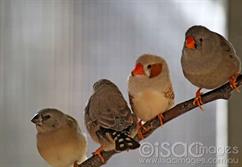 Finches-5