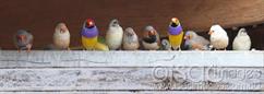 Finches-6