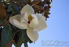 Magnolia-1