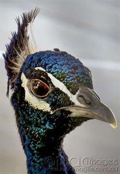 Peacock-1