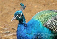 Peacock-2