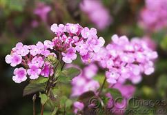 Pink_Flowers-1