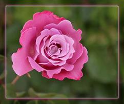 Pink_Rose-B