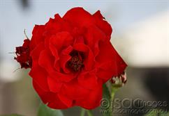 Red-Rose-1