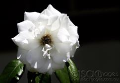 White-Rose-1