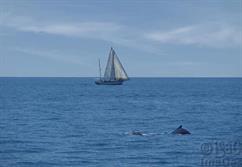 Yacht-Whale