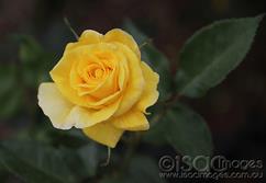 Yellow-Rose-1