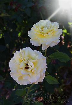 Yellow-Rose-of-Texas-A