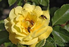 Yellow-Rose-with-Bees_1